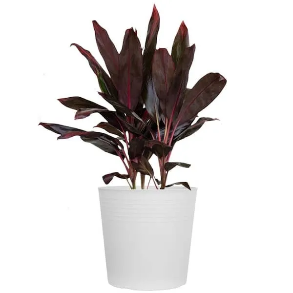 Large Plants