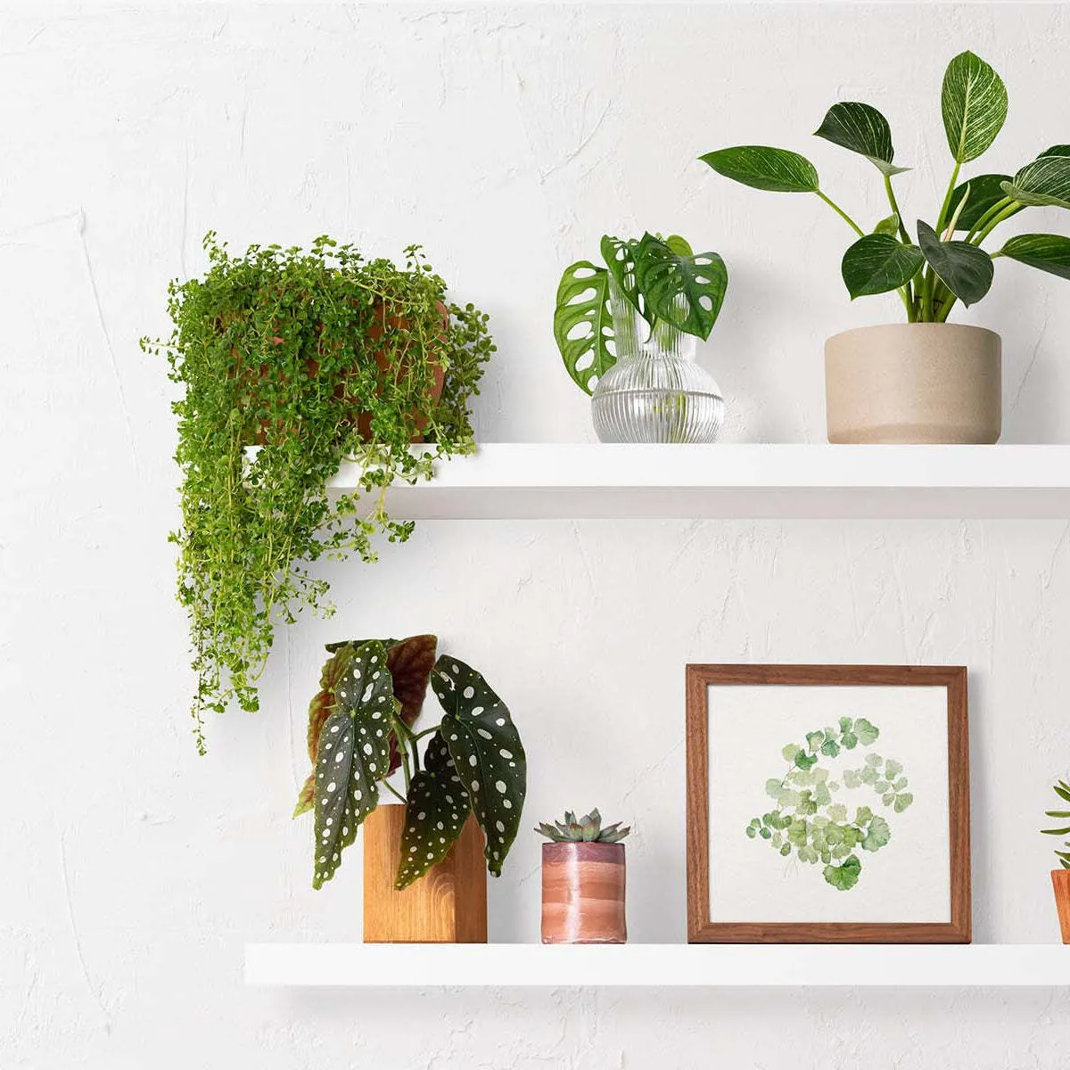 Small Plants