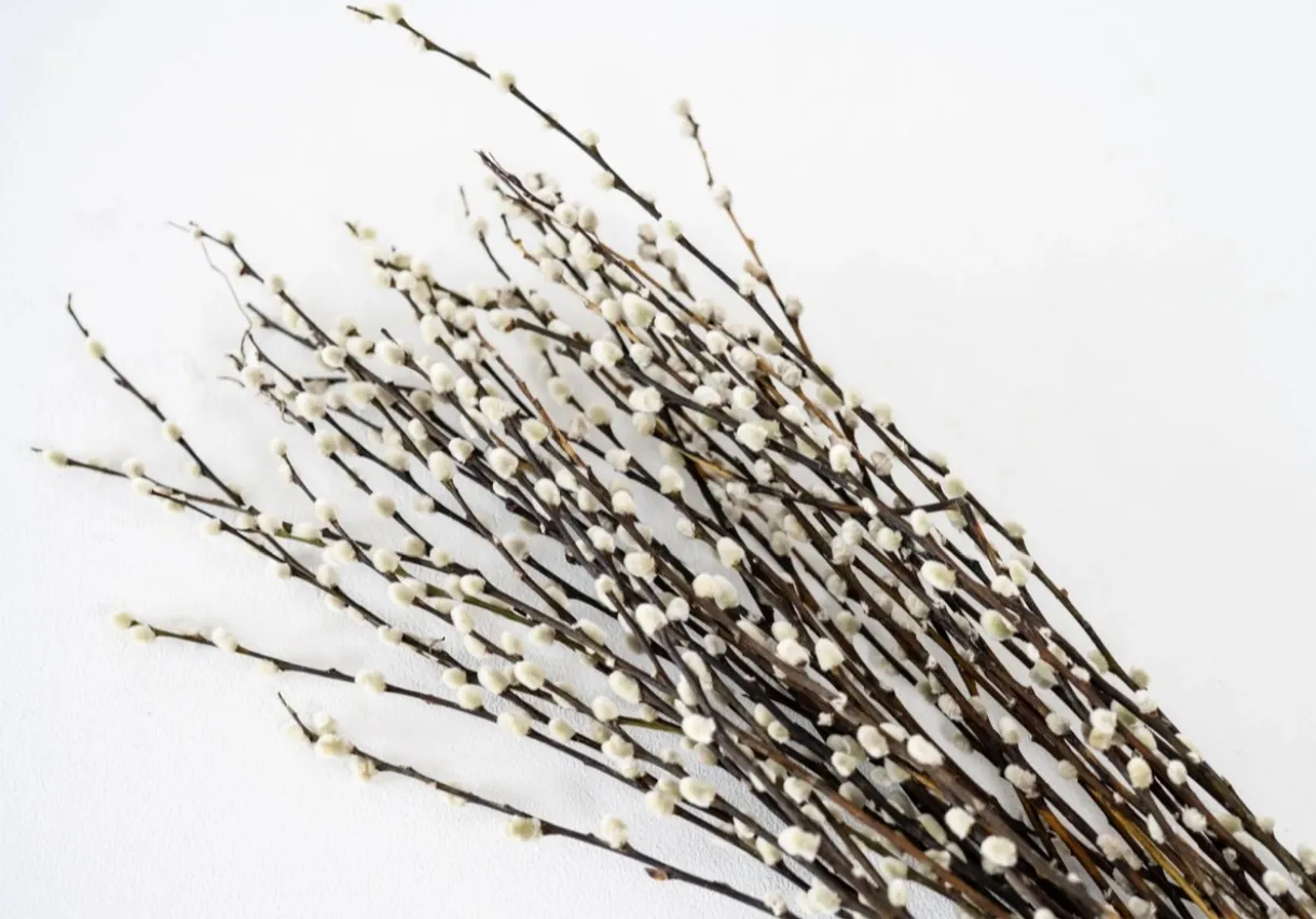 Dried Pussy Willow Stems