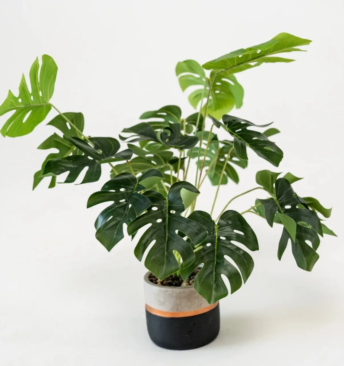 Monstera Plant
