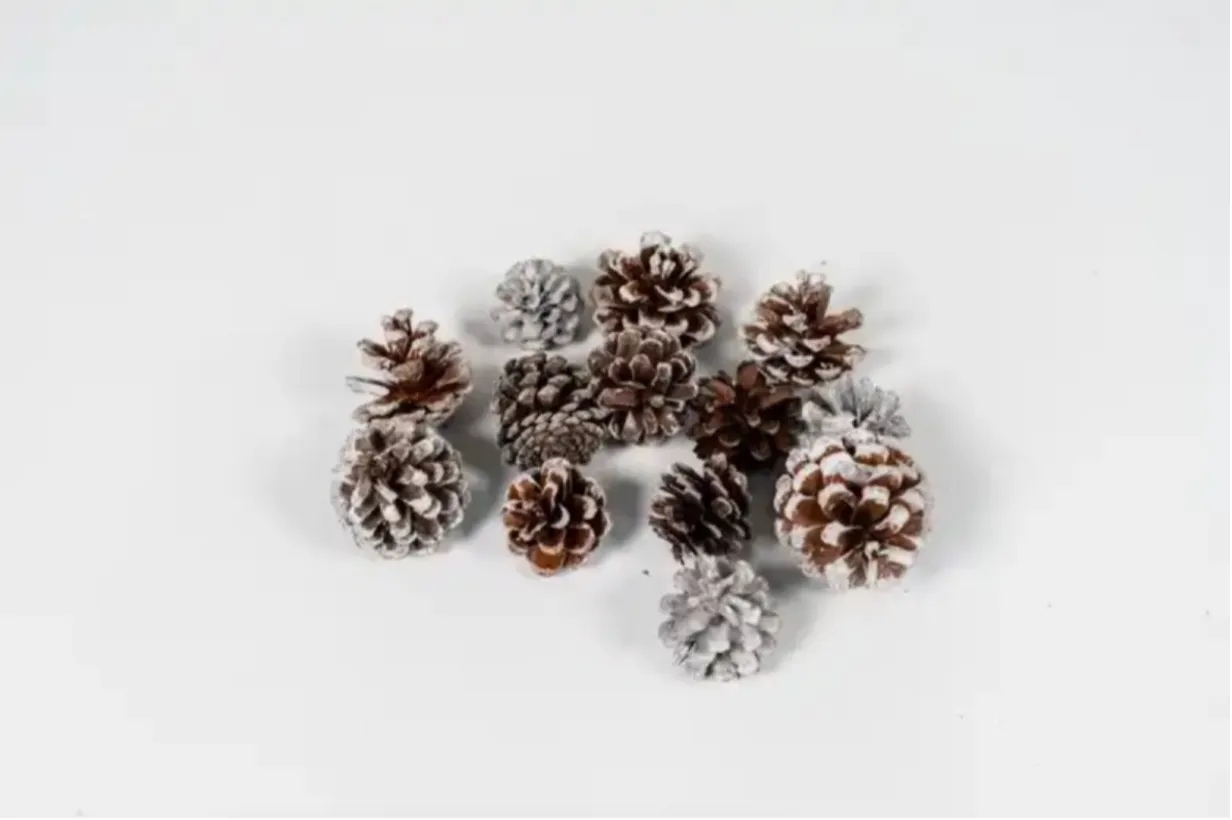 Snow Covered Pinecones