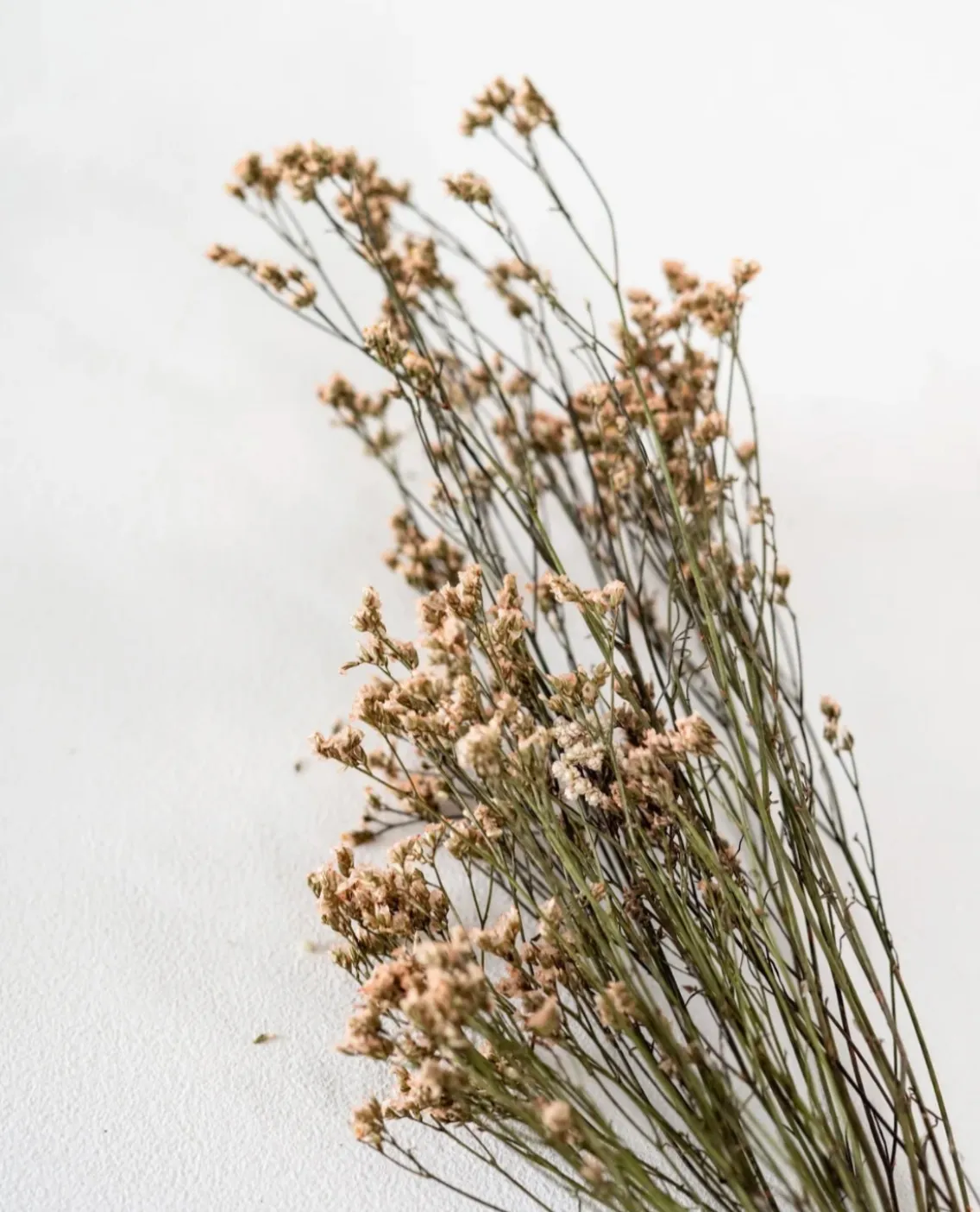 Dried Peach Floral Stems