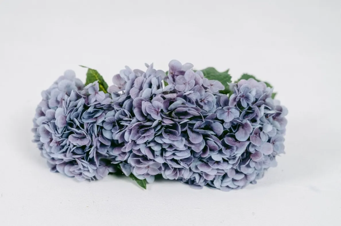 Purple Hydrangeas | Group C
