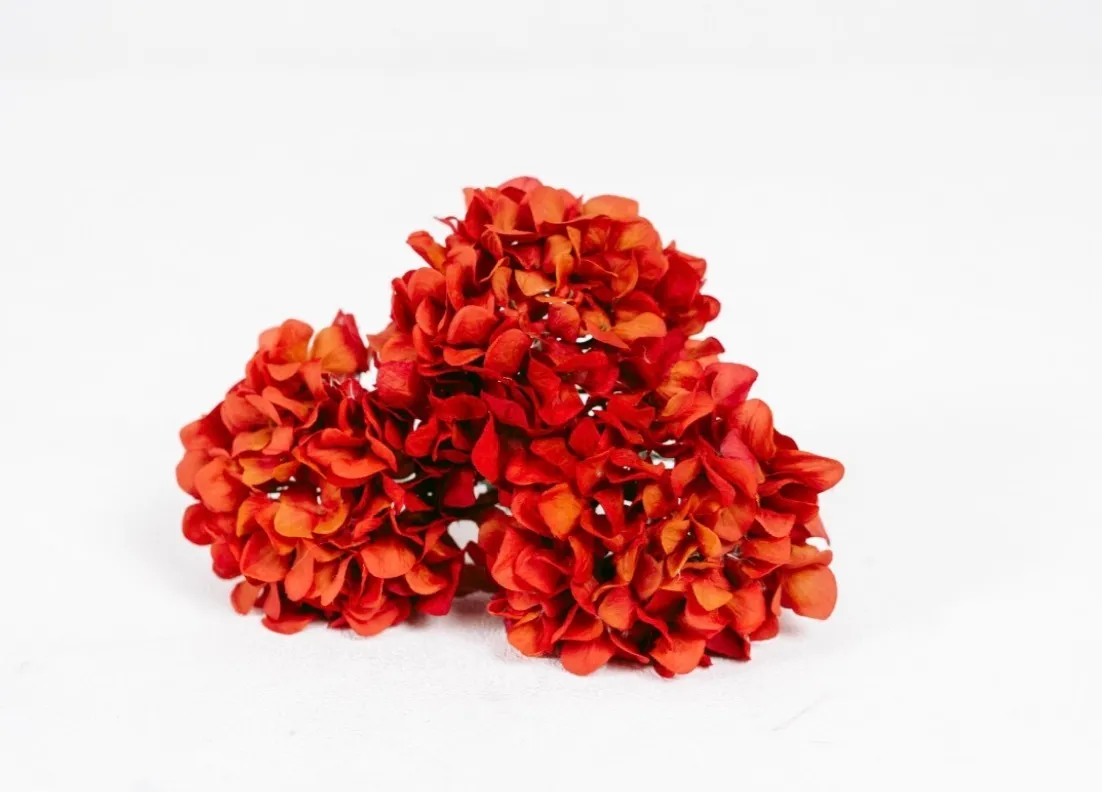 Orange Hydrangeas