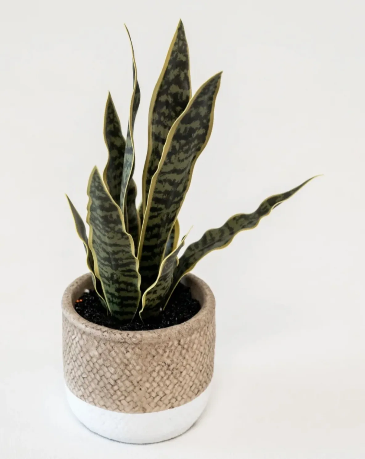Small Snake Plant