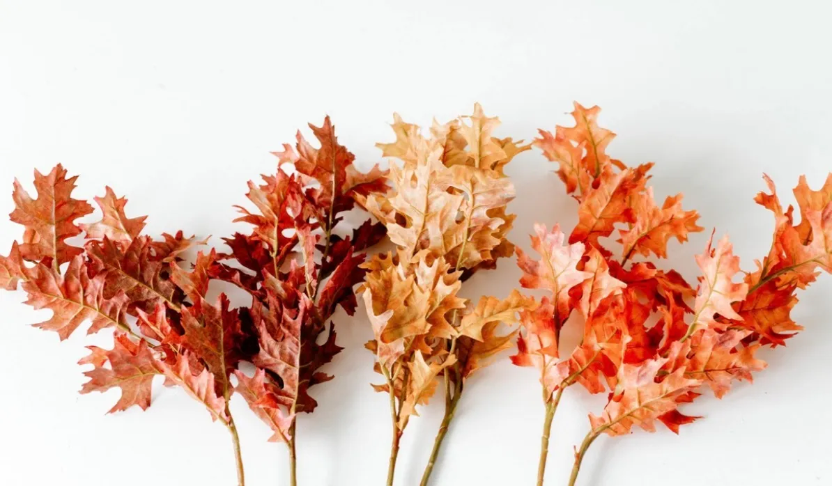 Fall Maple Leaves on Stems