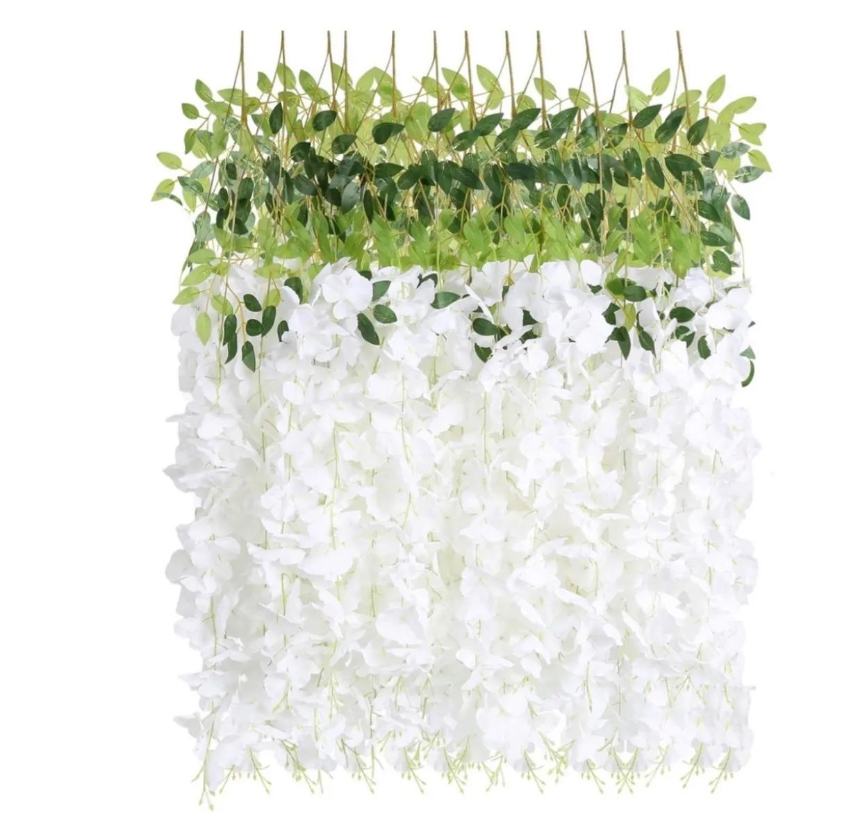 White Wisteria