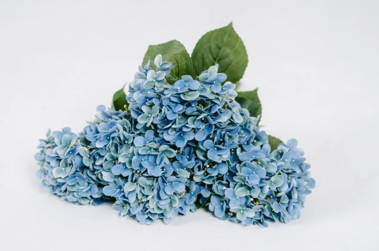 Blue Hydrangeas | Group A