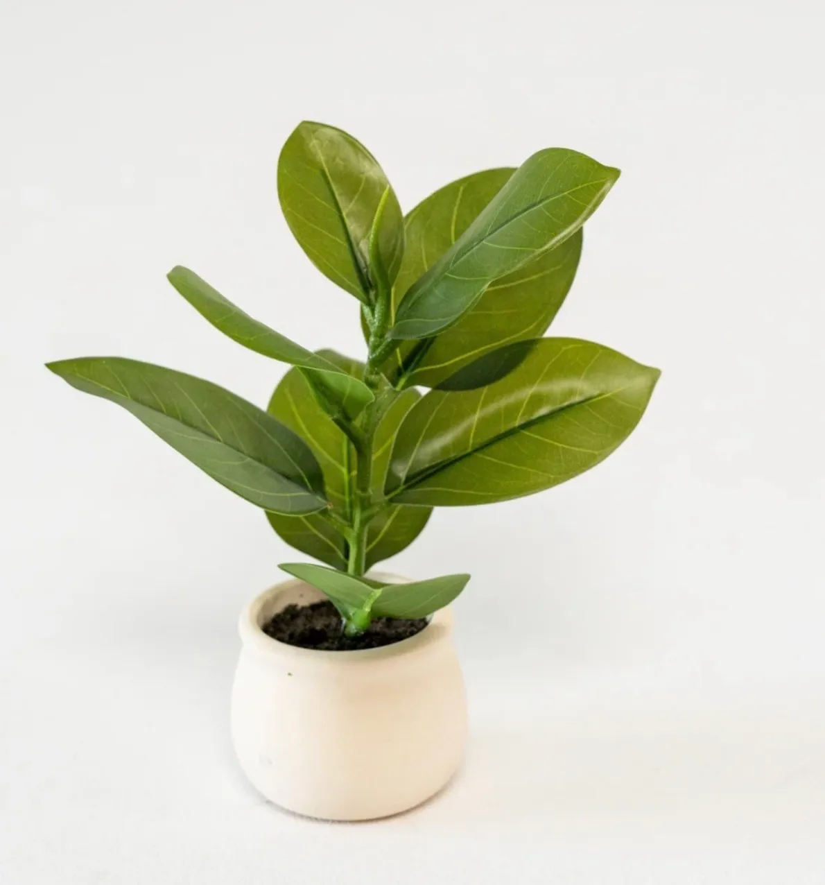 Small Green Leaf Plant