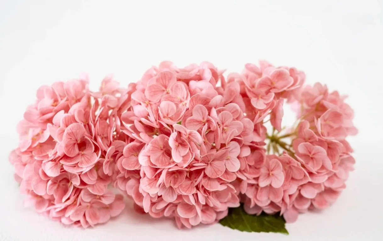 Pink Hydrangeas | Group A