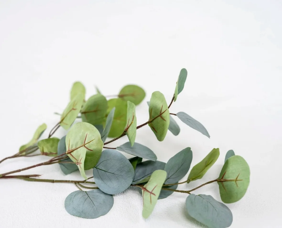 Long Eucalyptus Stems