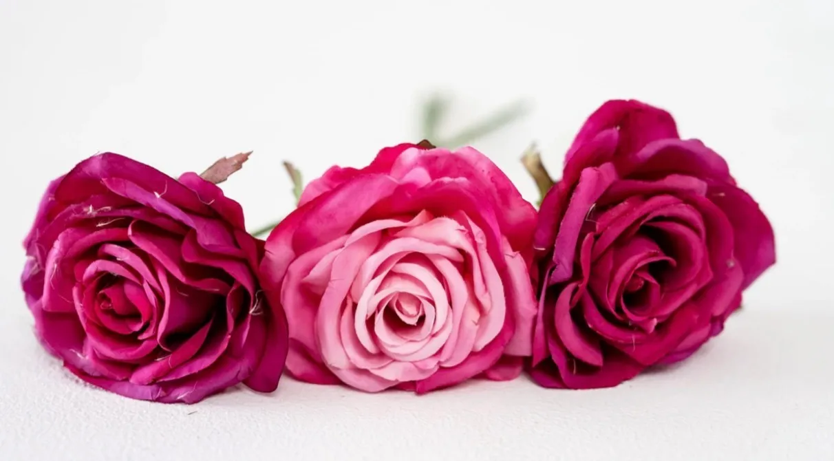 Pink Roses | Group C