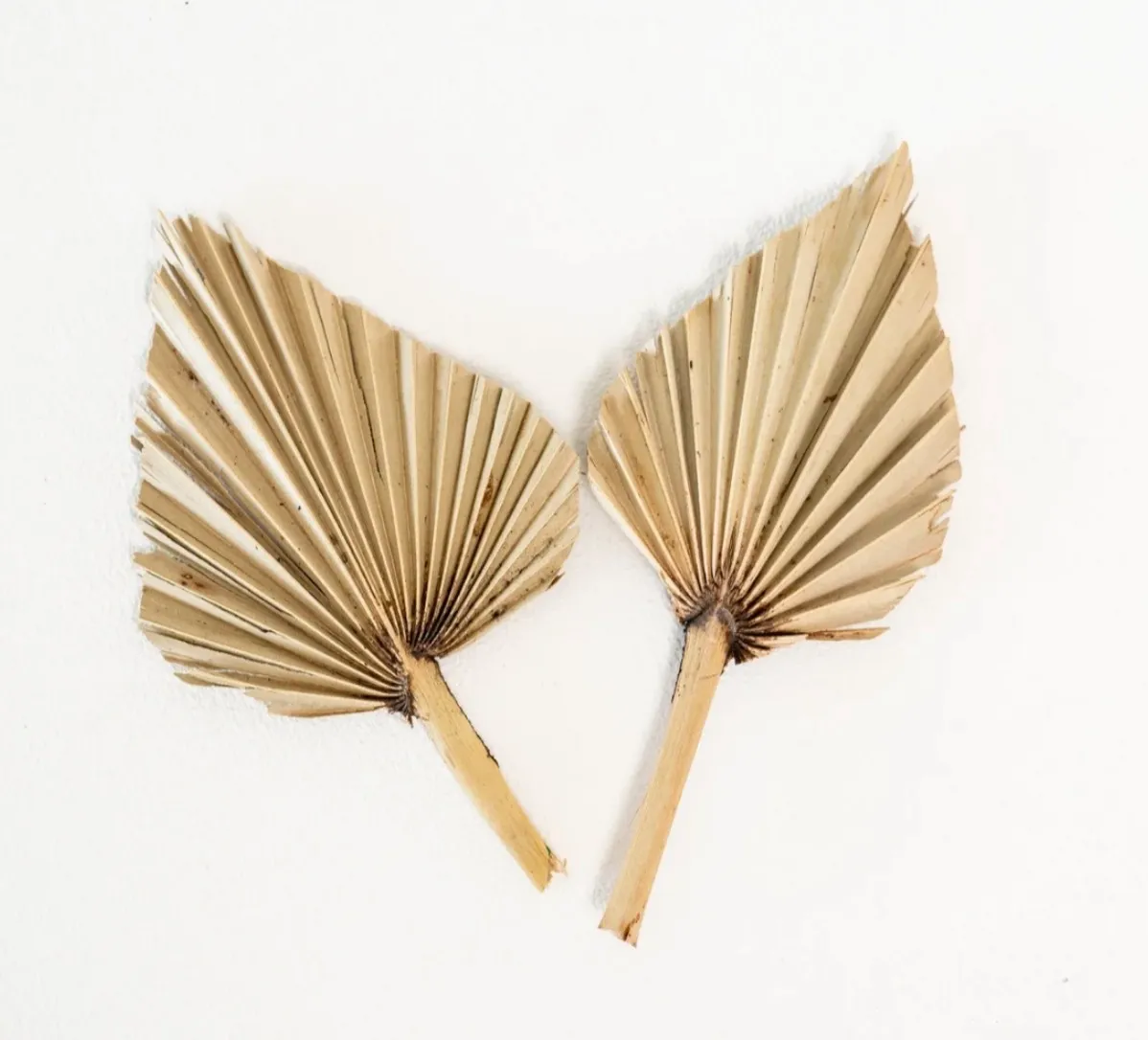 Dried Palm Leaf