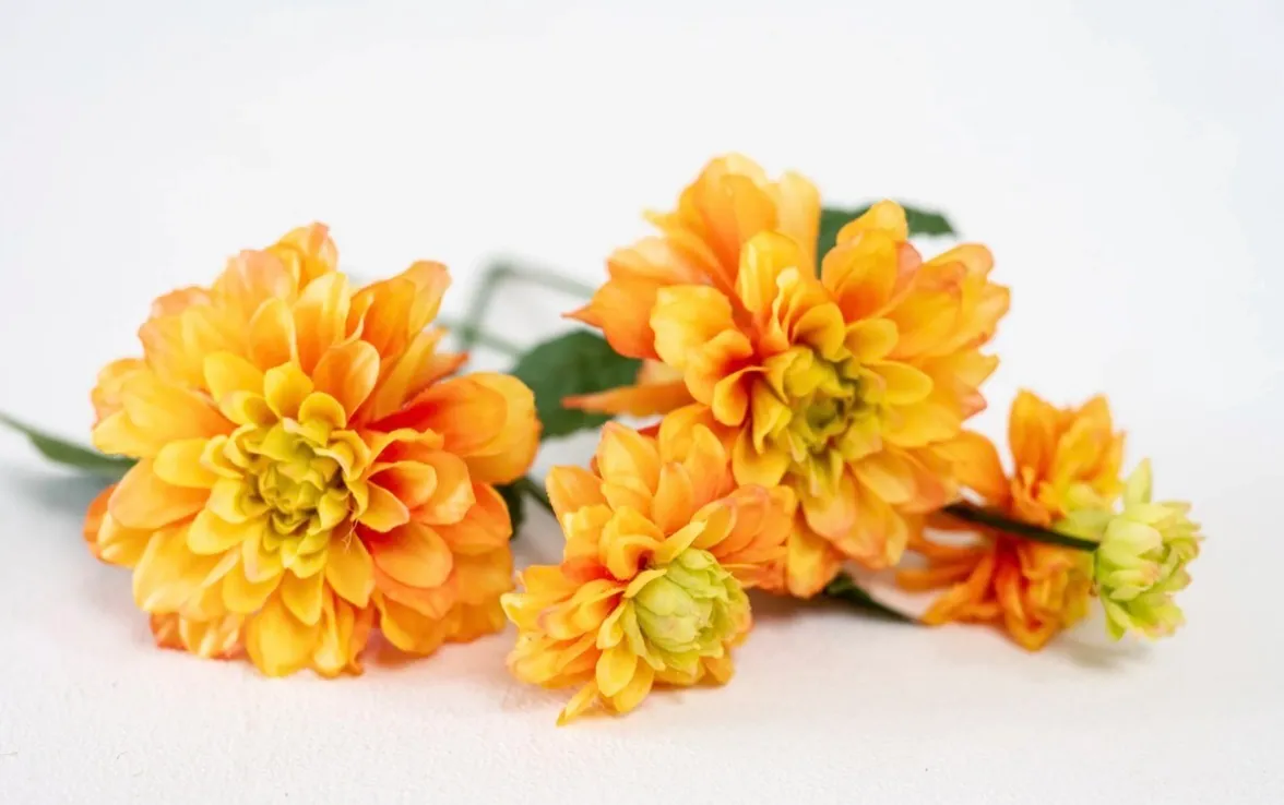 Yellow & Orange Florals