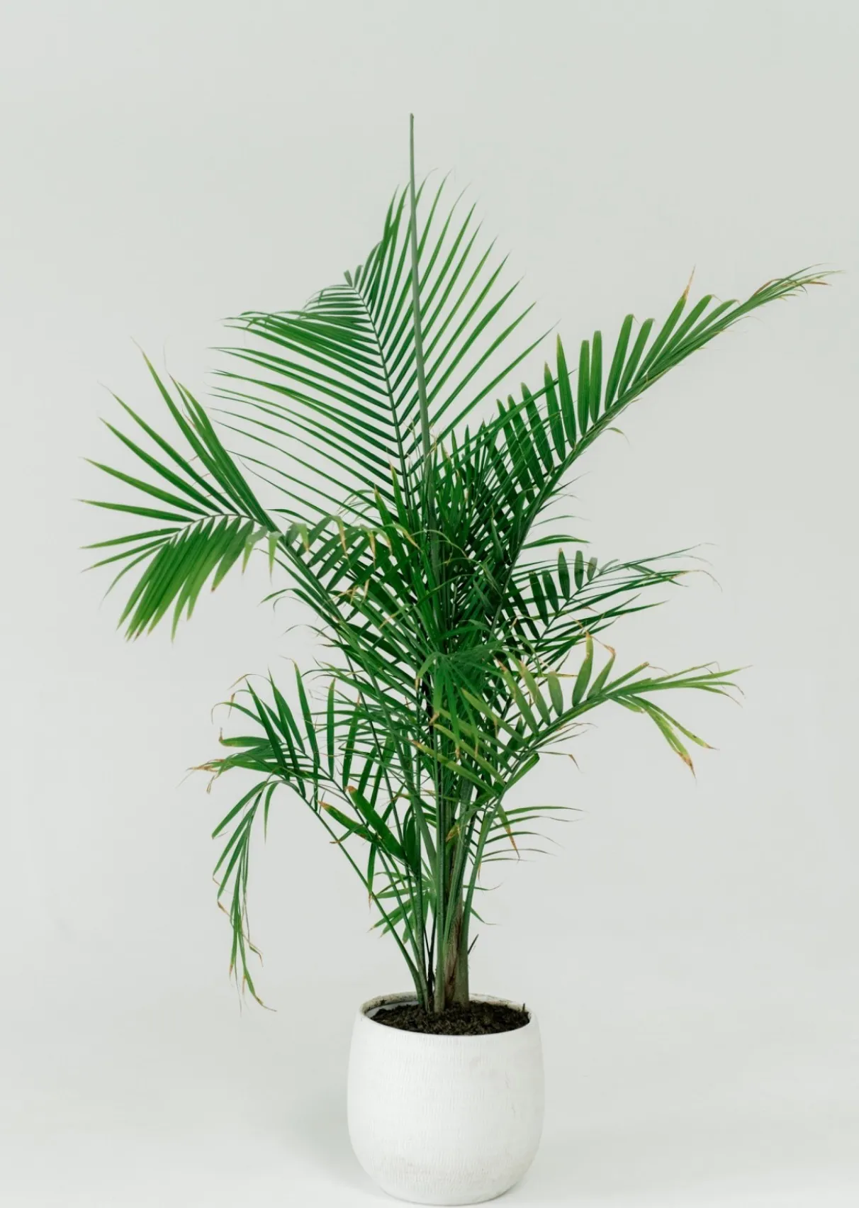 Large Palm (White Pot) 