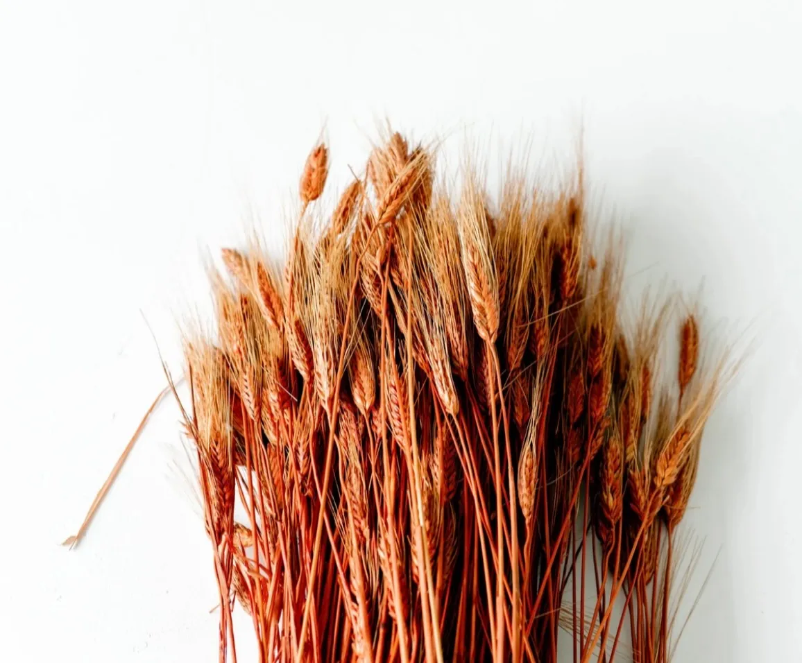 Dyed Wheat