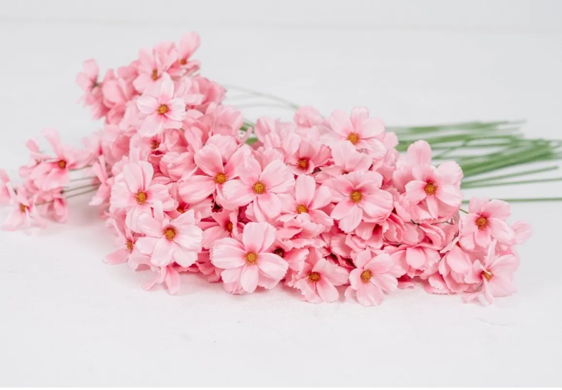 Pink Garden Cosmos