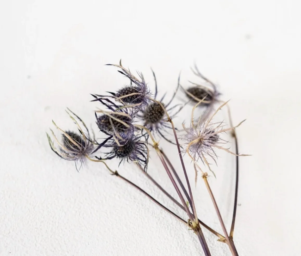 Dried Purple Stems