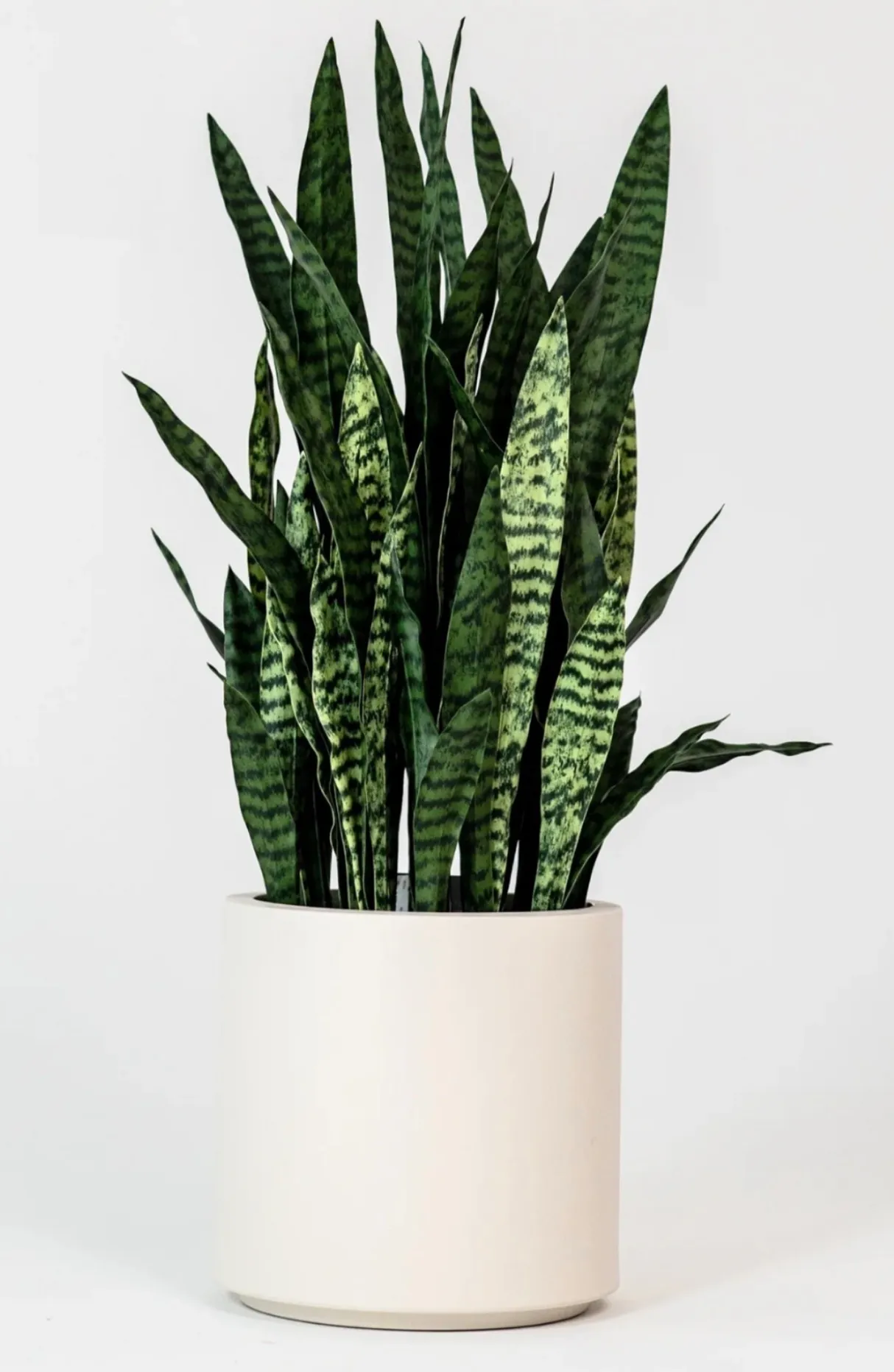 Large Snake Plant