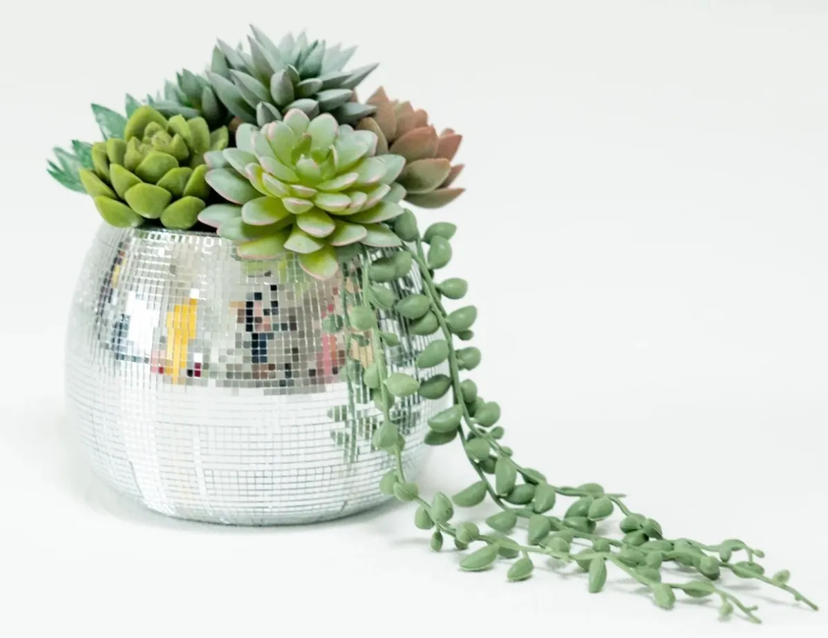 Succulents in Disco Pot