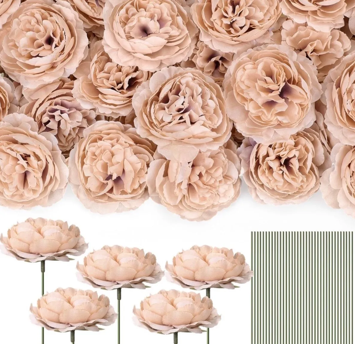 Nude Roses | Group A 