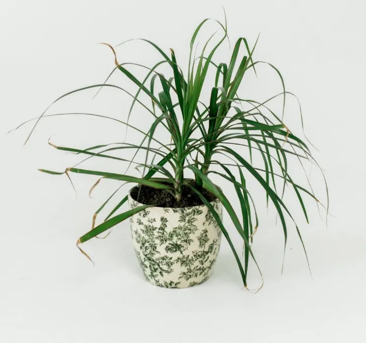 Small Tropical Plant in Green & Tan Pot (Qty:2)