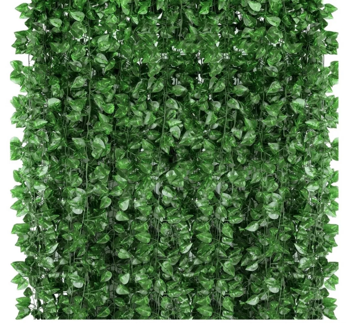Large Ivy Cluster