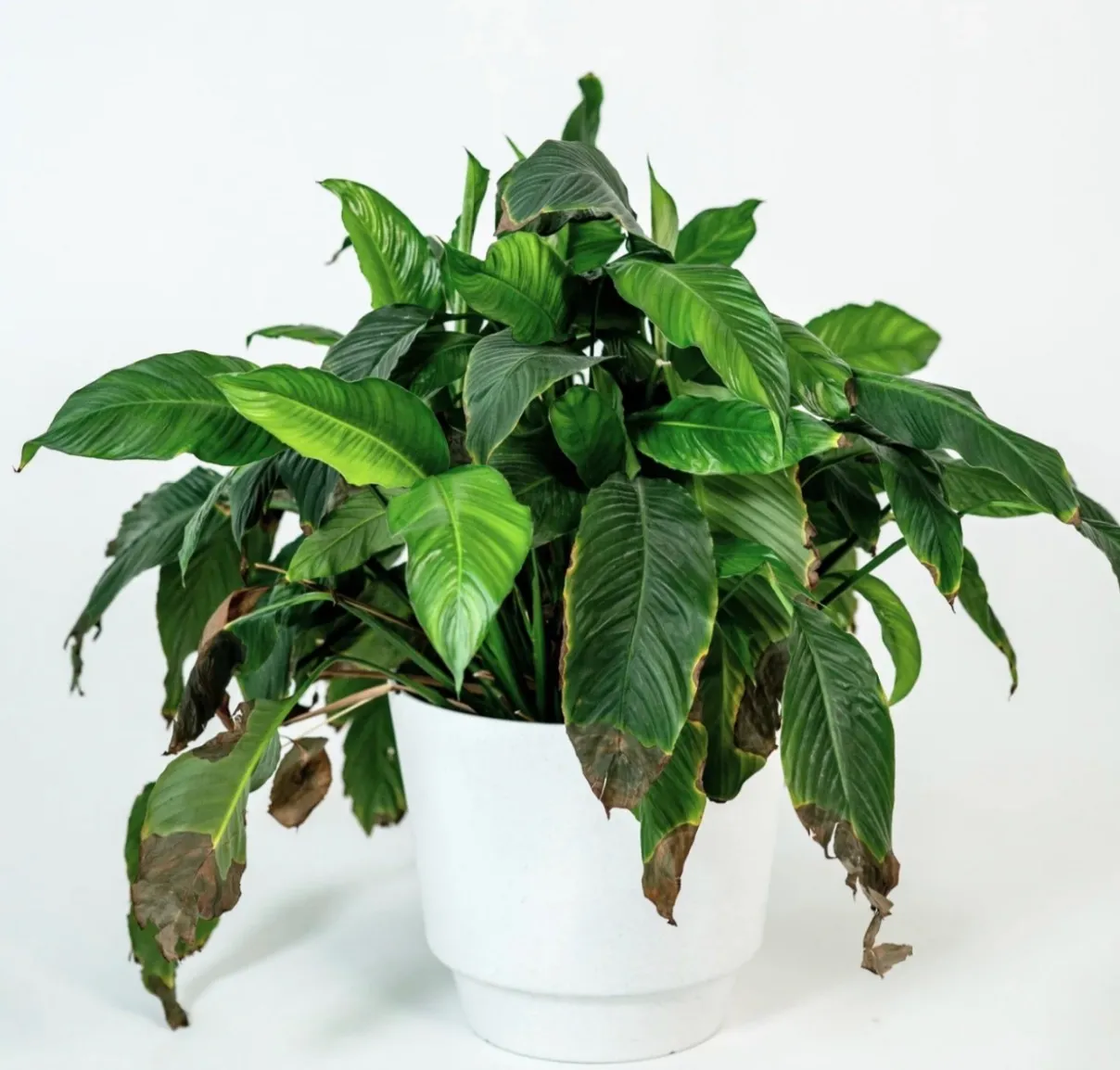 Large Peace Lily