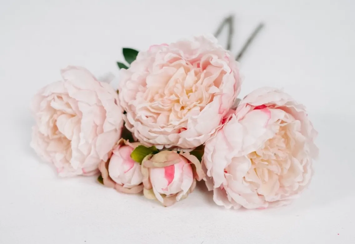 Pink Peony | Group C