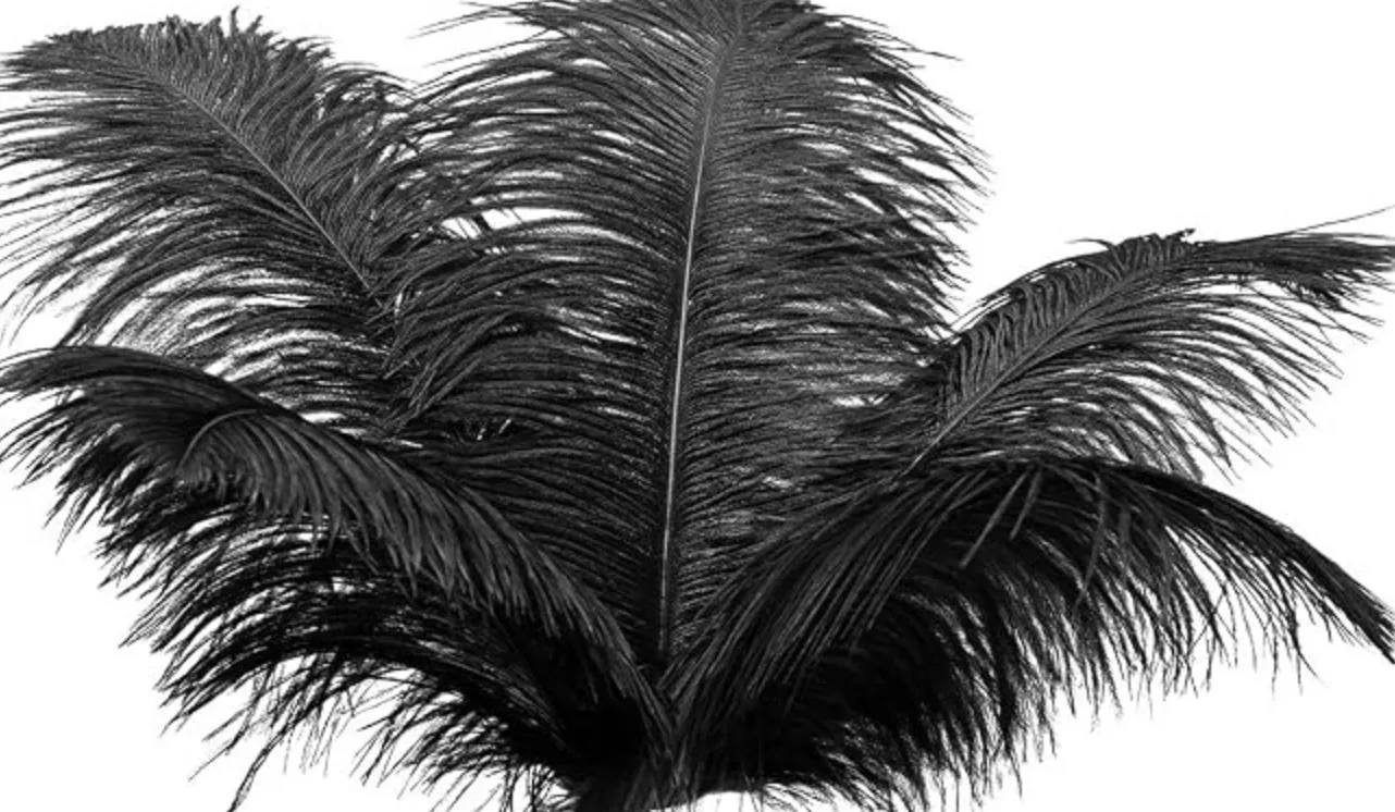 Black Ostrich Feathers (Qty. 24) 