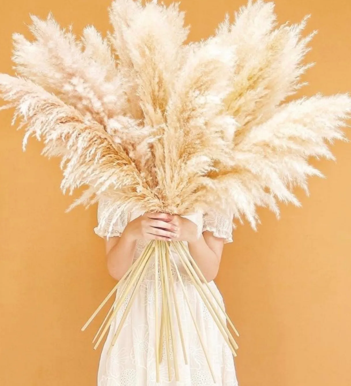 Pompas Grass