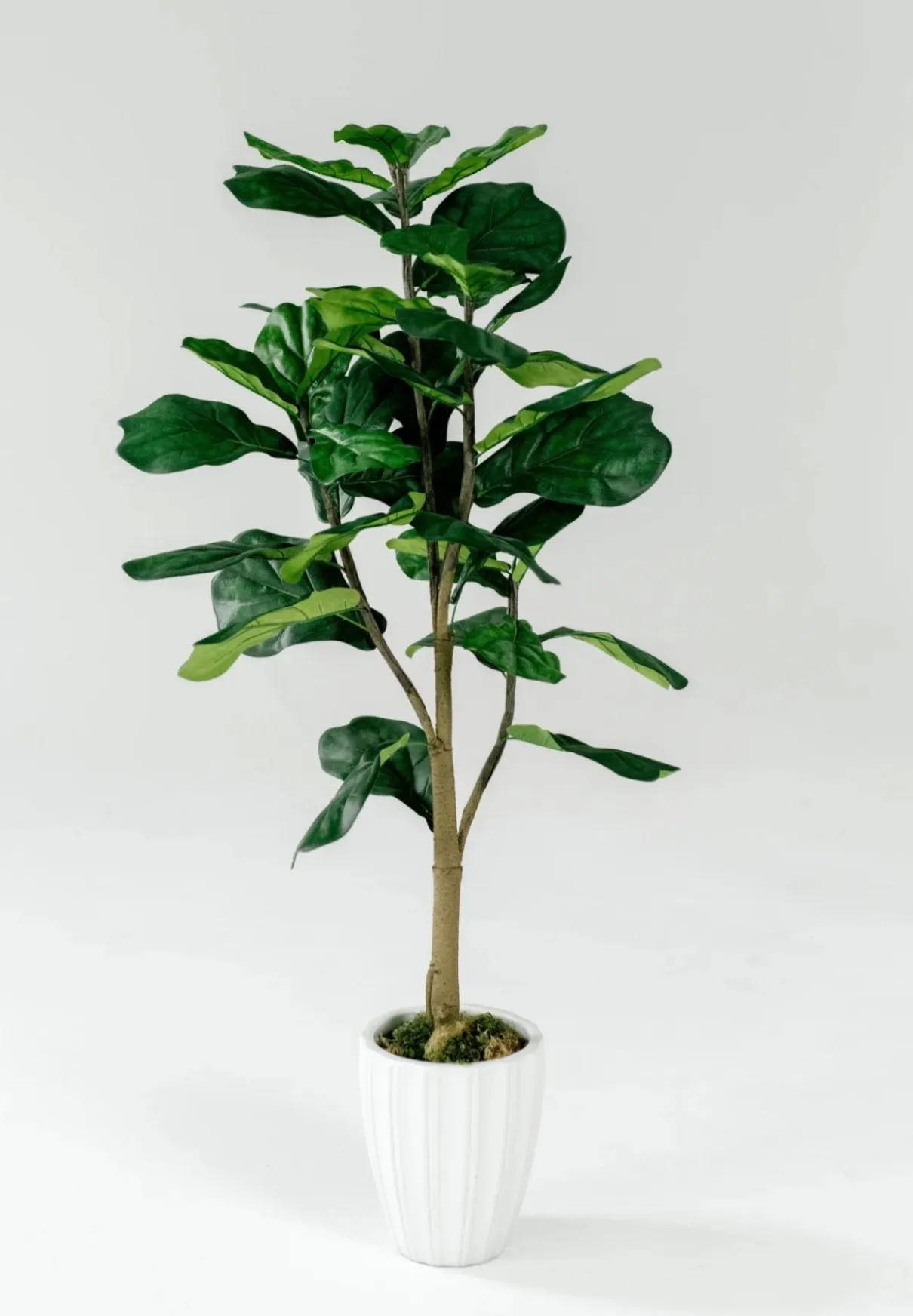 Tree in White Pot - Medium