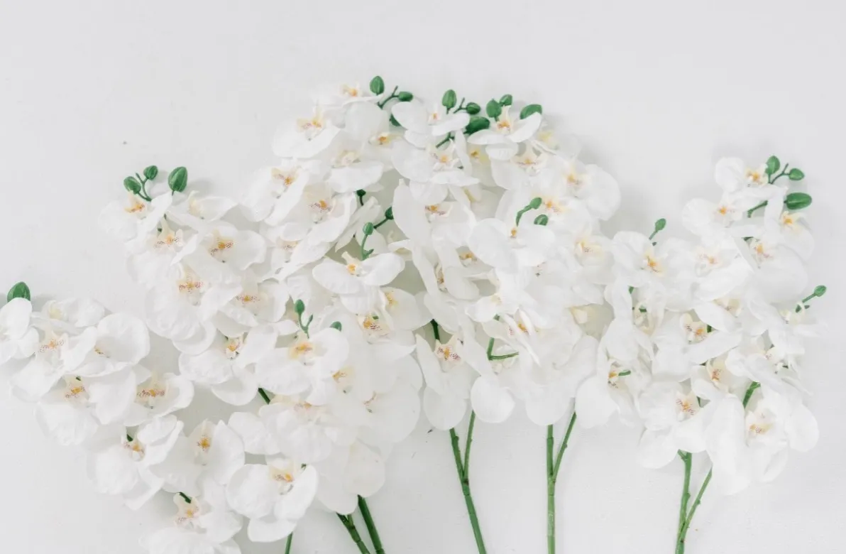 White Orchids | Long Stem