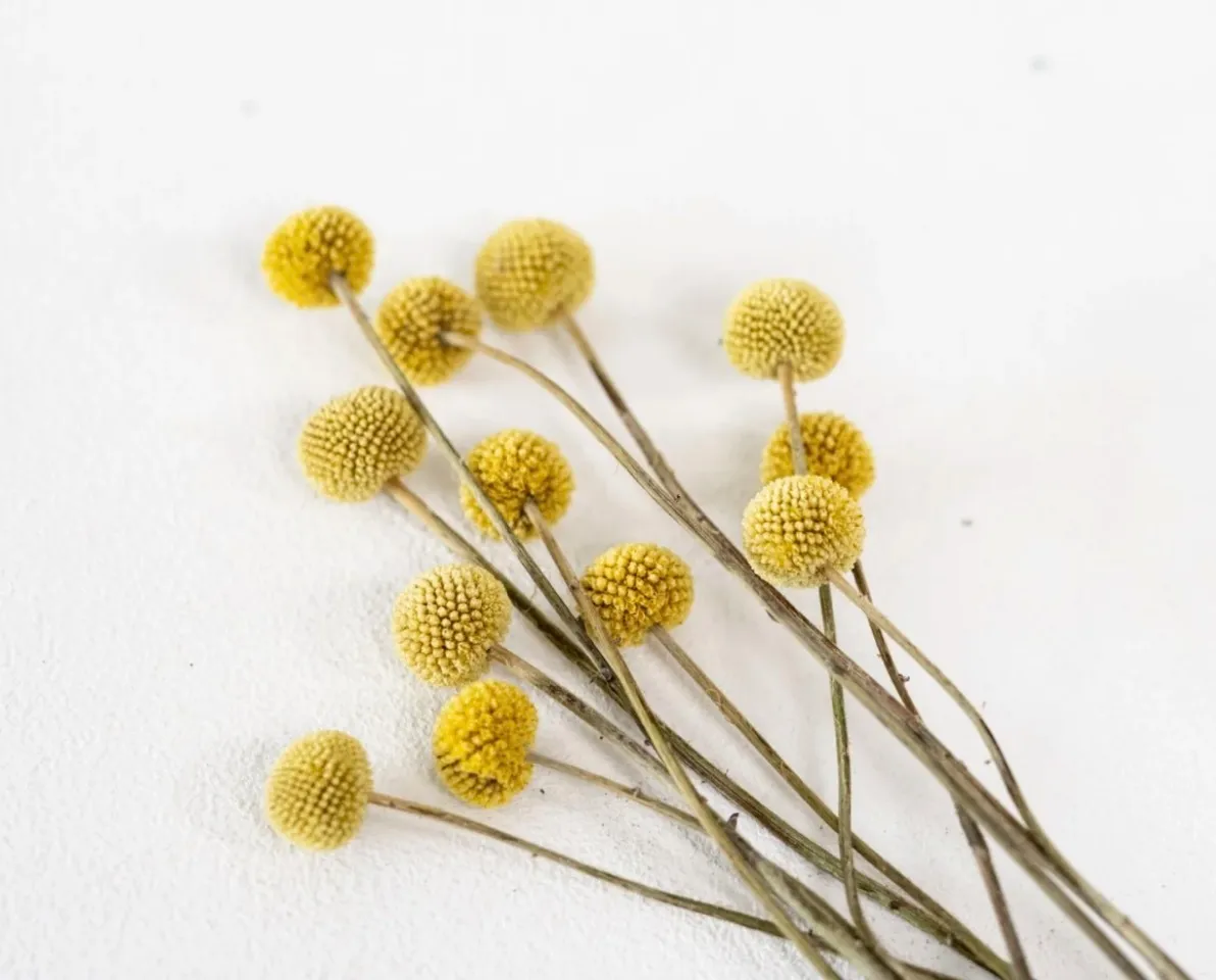 Dried Yellow Stems
