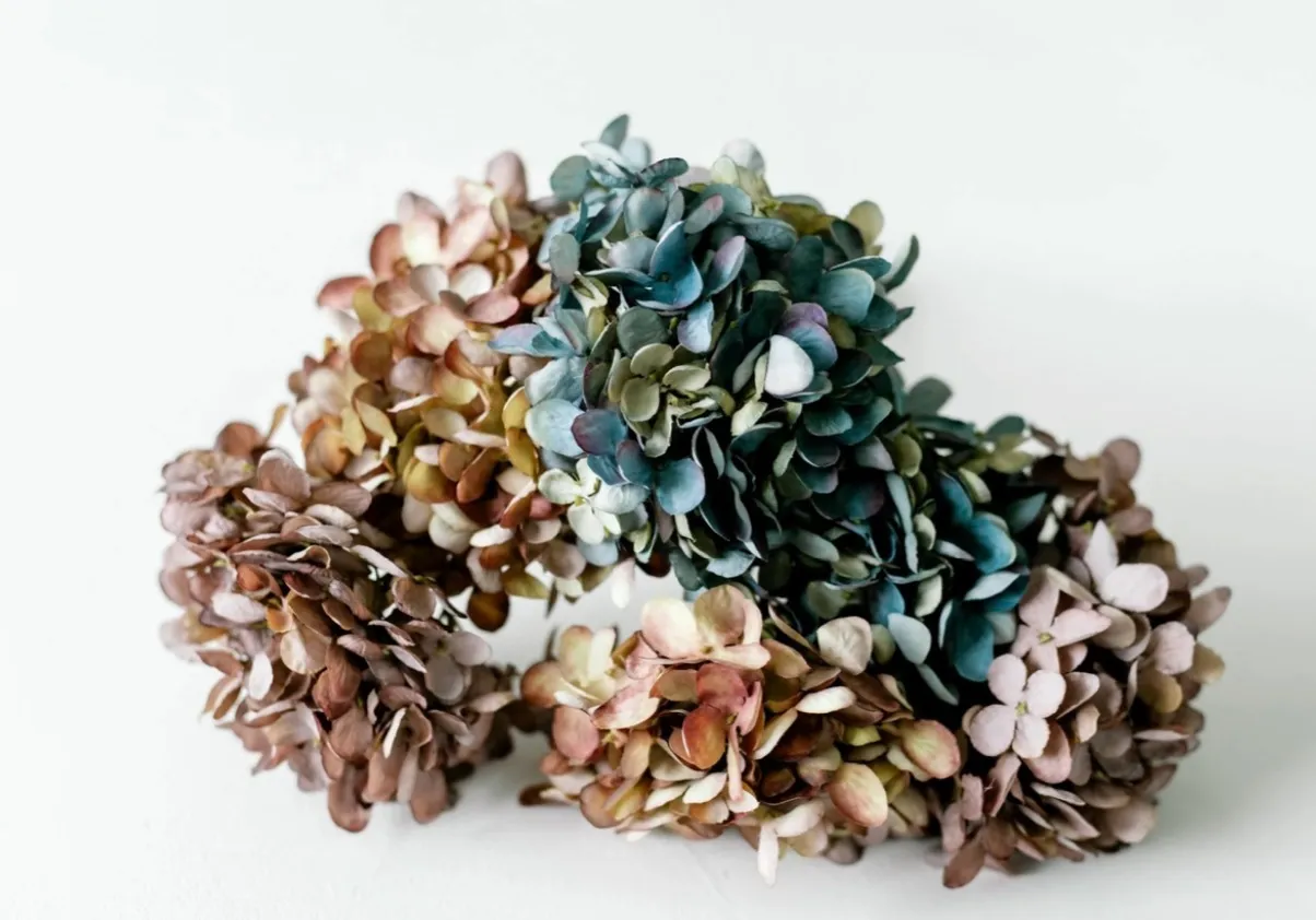 Vintage Hydrangeas