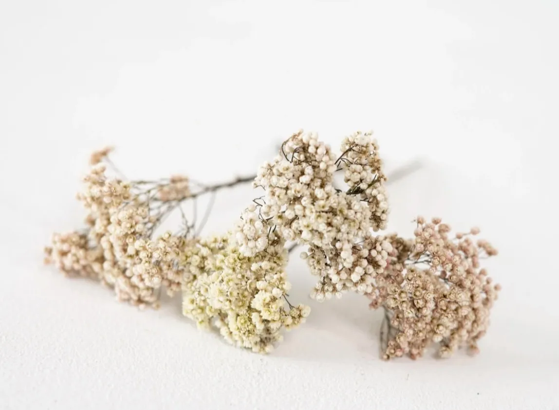Dried White Floral Stems