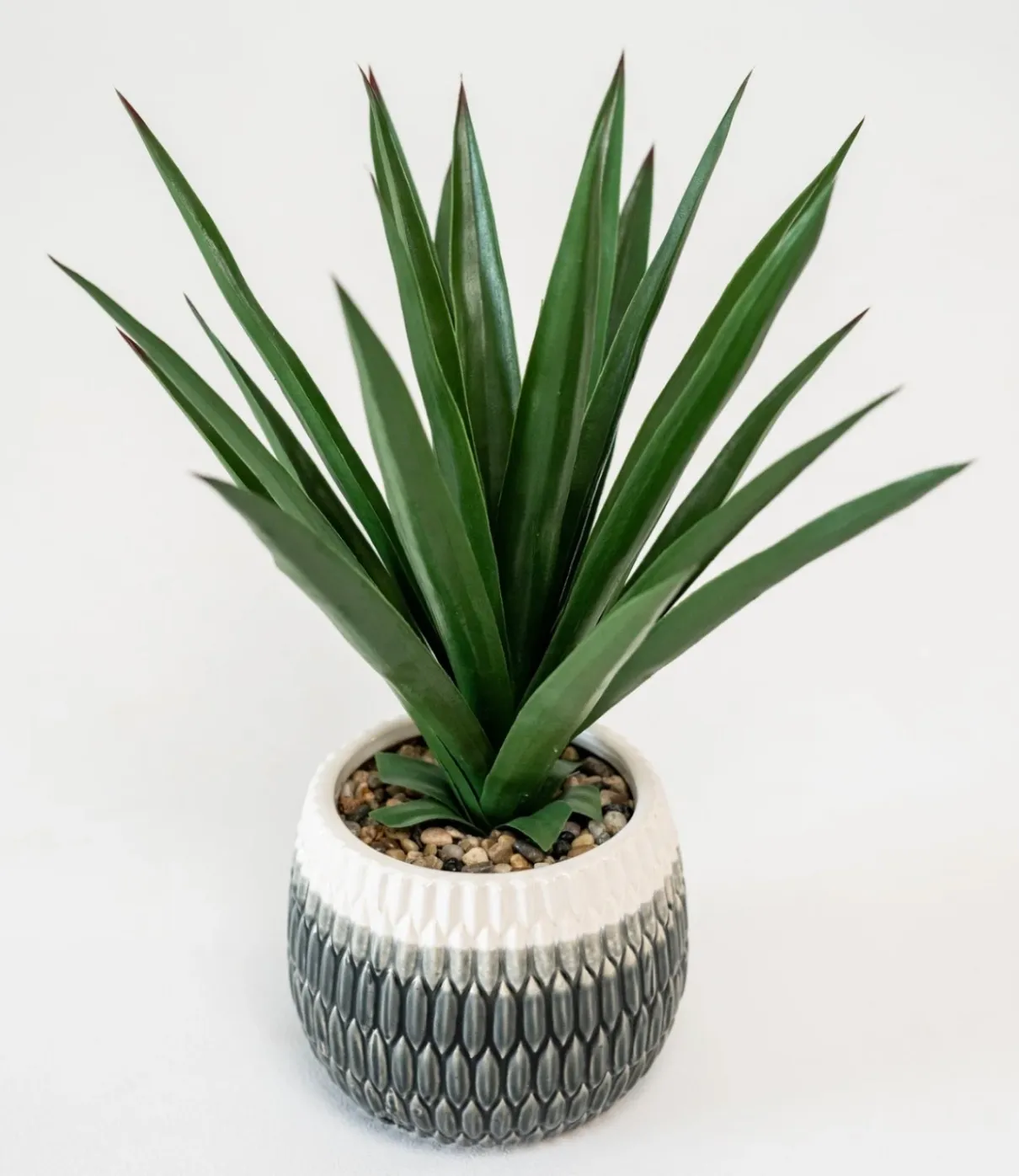 Agave Plant