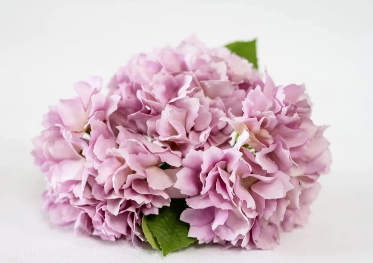 Purple Hydrangeas | Group A 