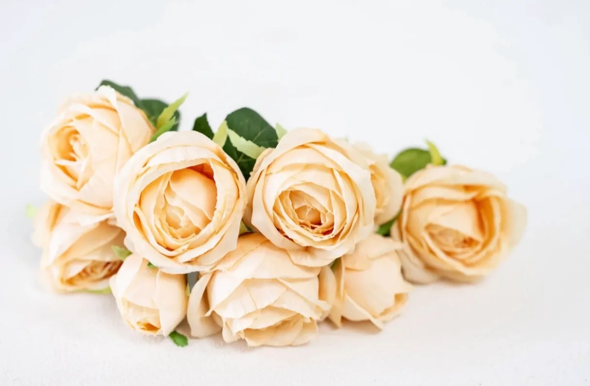 Light Peach Roses | Group A