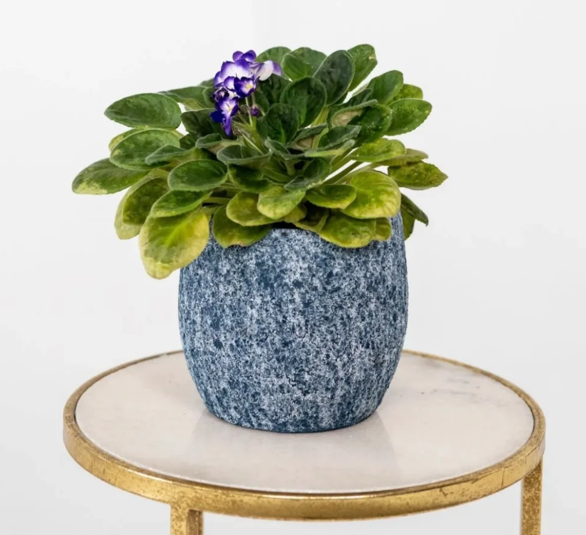 Violet in Blue Pot