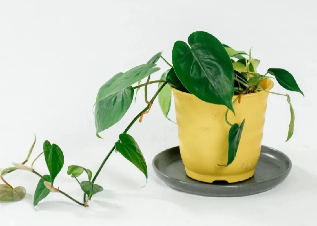 Green Vine in Yellow Pot