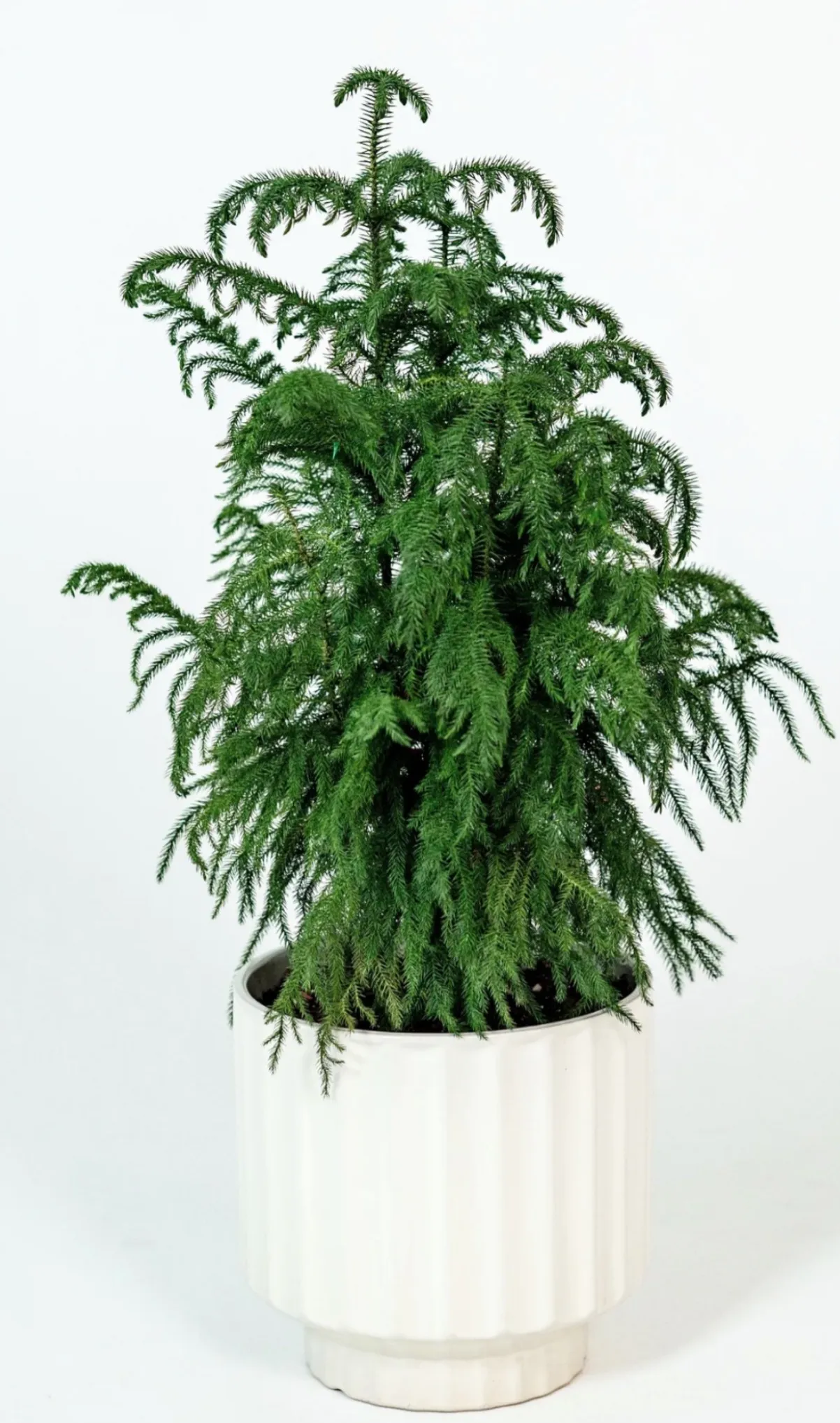 Tree in White Pot - Small