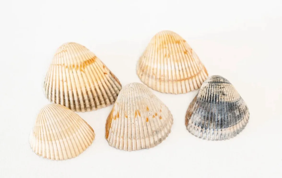 Shells