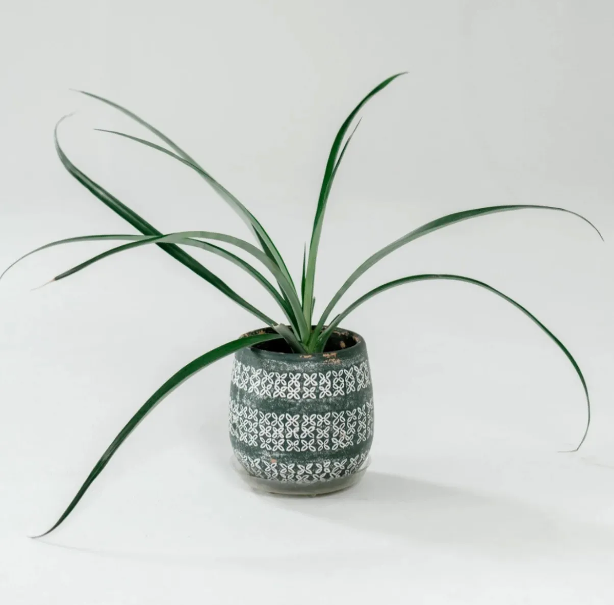 Pineapple Plant