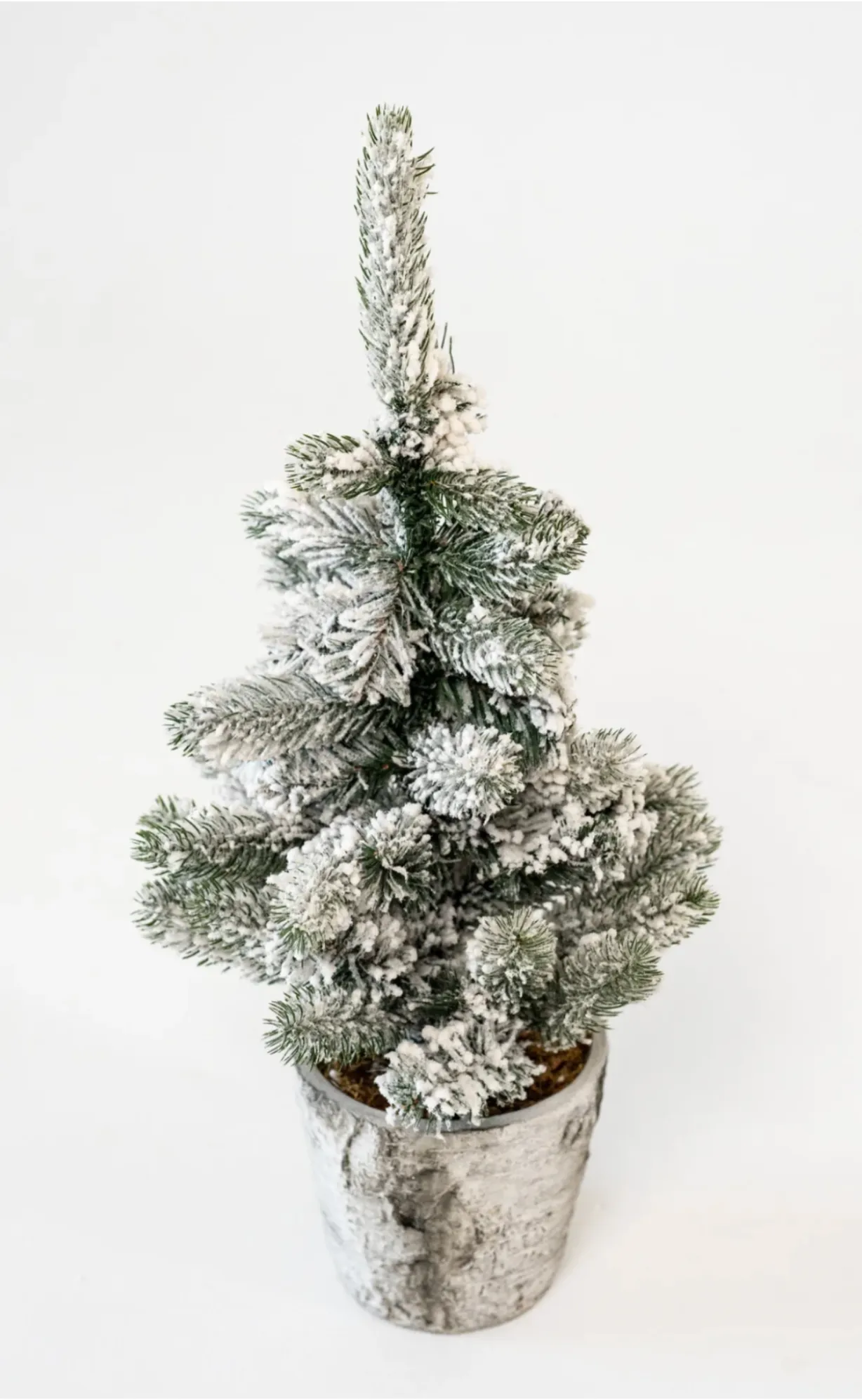 Miniature Pine Tree