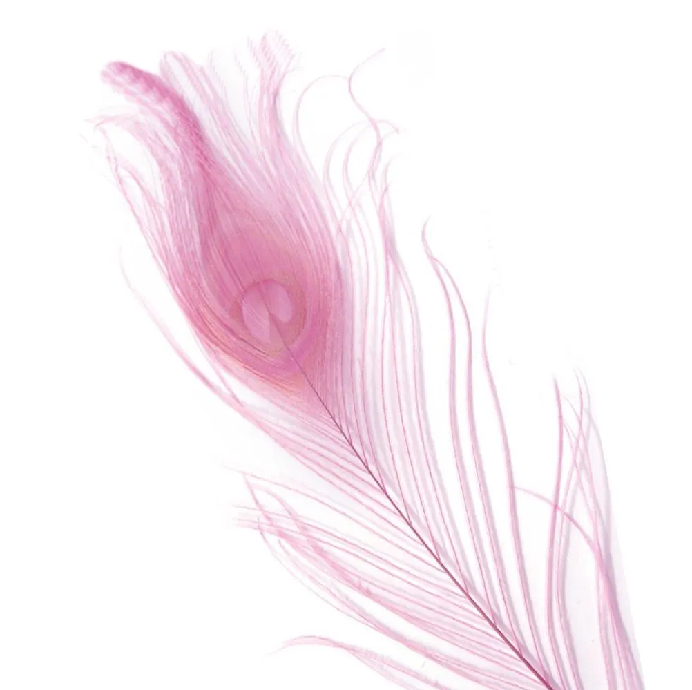 Pink feather