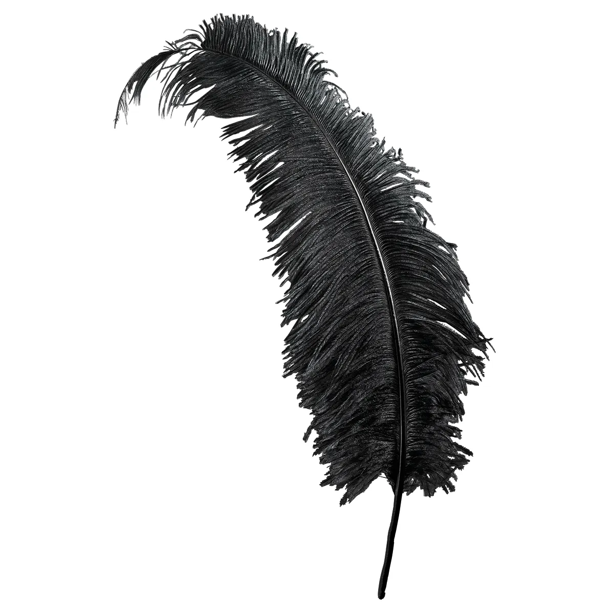 Ostrich Feather Black