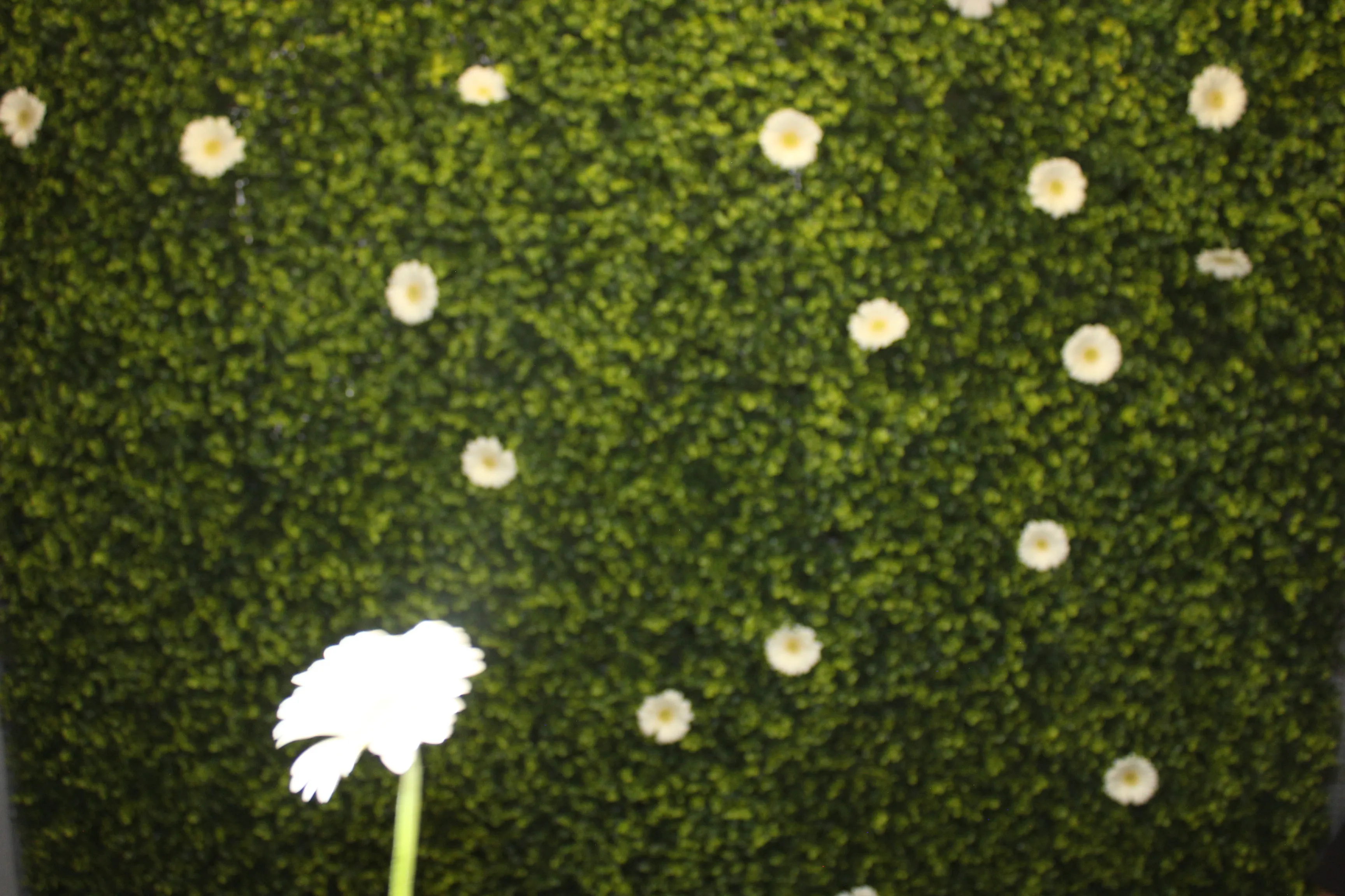 Backdrop (2x2,5m) - groen