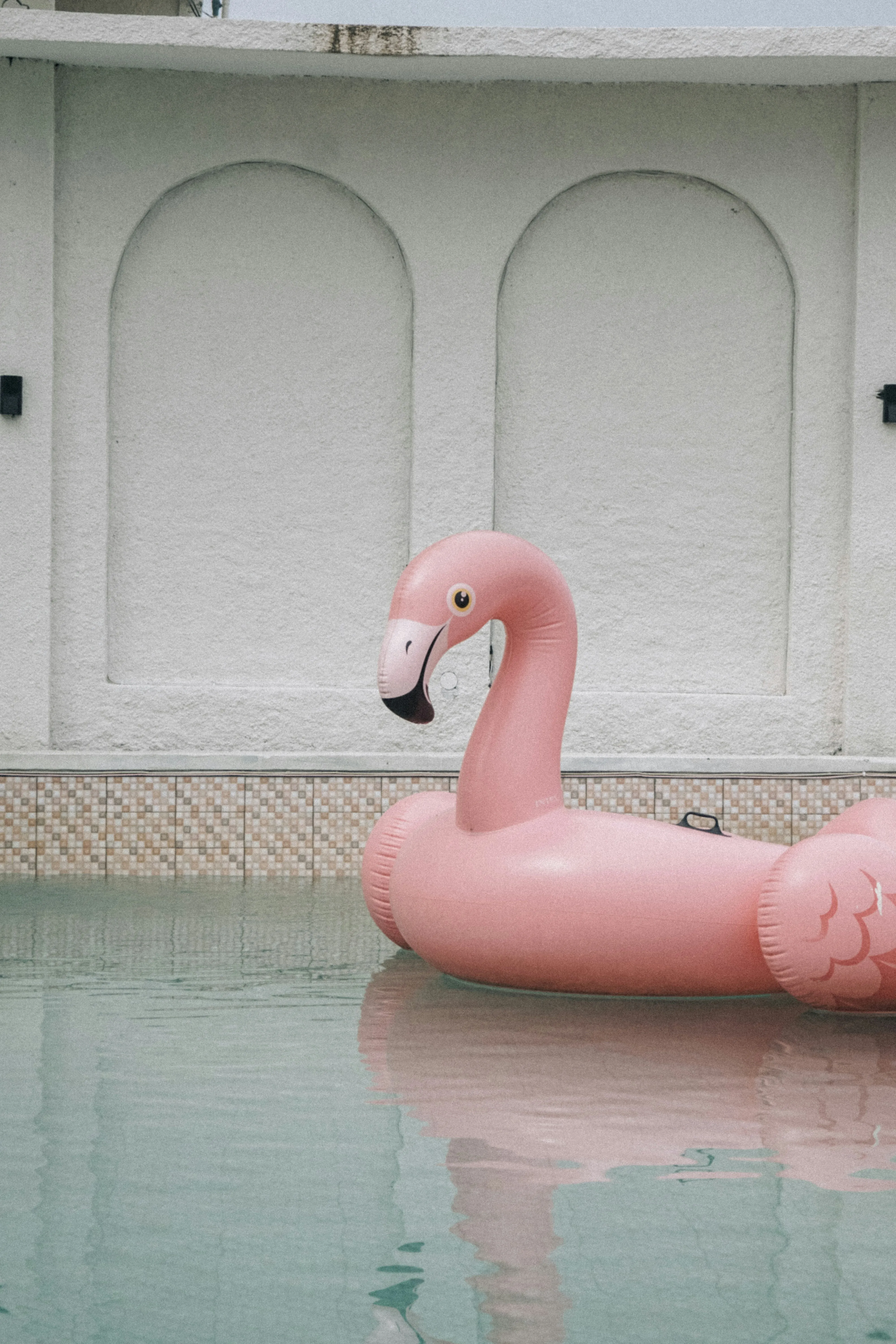 Swan