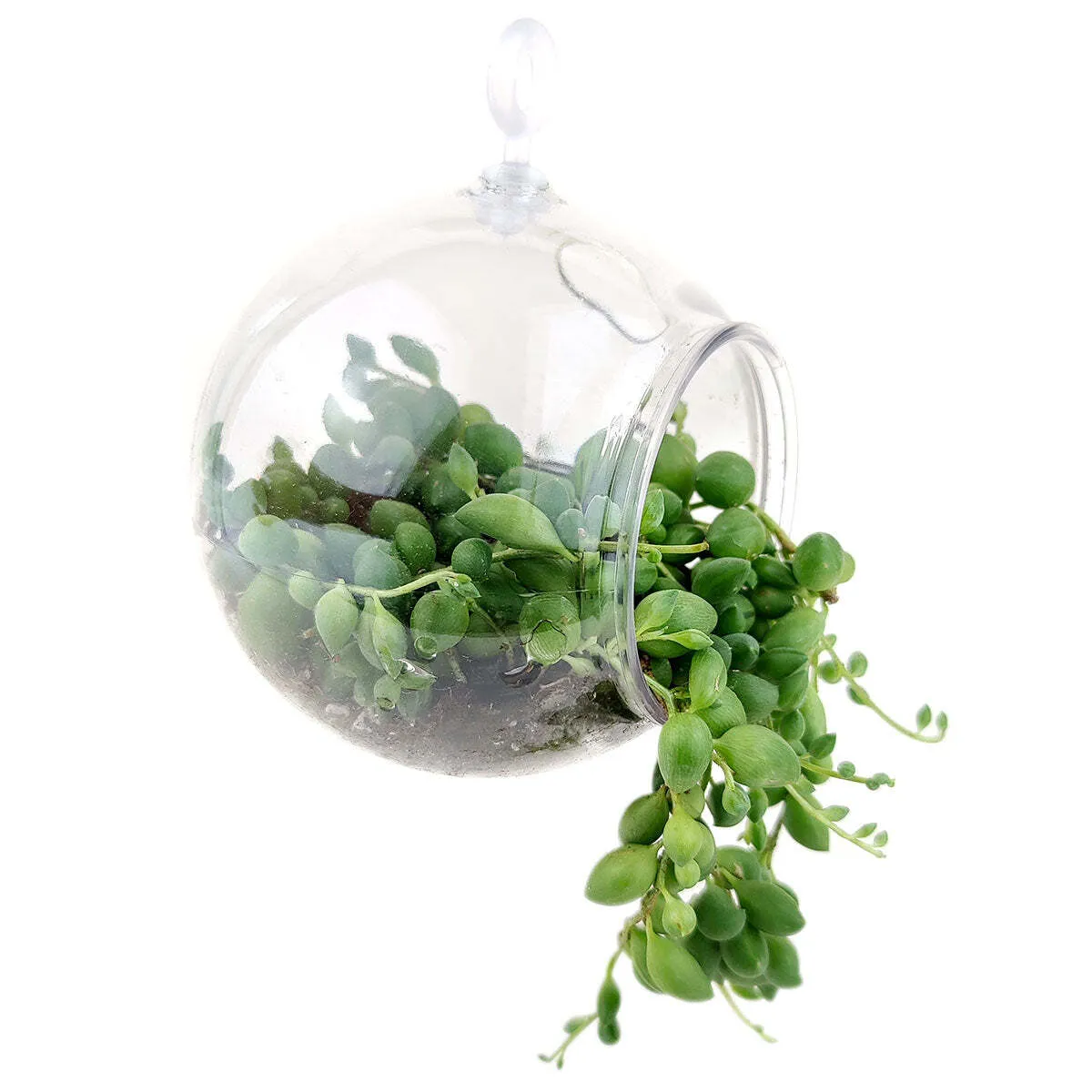 Large Hanging Globe/Terrariums
